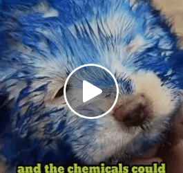 M1605020 Someone had smeared coloured paint all over puppy body SMD Part 2