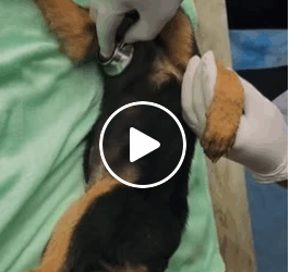 M1605021 Someone is taped puppy