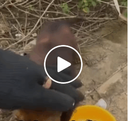 M1605022 little puppy crying in the street SMD Part 2