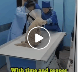 M1605023 dog was found sitting by the roadside