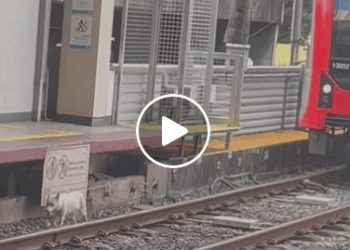 M1605024 Train driver slows down for dog walking on the tracks Part 2