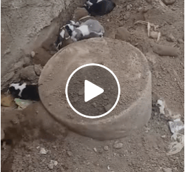 M1605025 URGENTE En SanAndrésXecul en las cercanías de la plaza varios cachorros mamita la intemperie al parecer se han mojado éstos días URGE Part 2