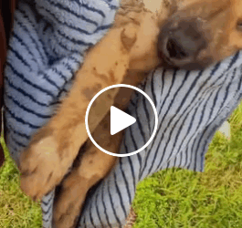 M1605026 miracle happened to the dog thanks to the hero Part 2