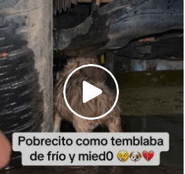 M1605031 Ellos merecen recibir amor cuidado Part 2