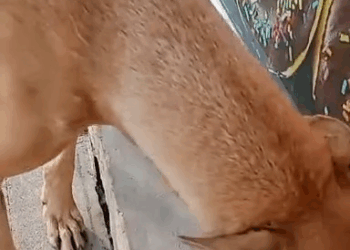 M2005001  SI ALGUIEN LA FUE BUSCAR ESTARÍA BUENO QUE AVISEN