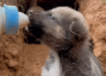 M2005002 Mother Dog Learn To Trust Part 2