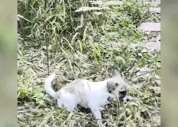 M2005005 He was in so much pain after the accident that he attacked the kind person trying to help him Part 2