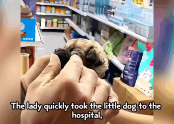 M2005007 Sick and abandoned the puppy had to eat dirty garbage from the ground to stay alive