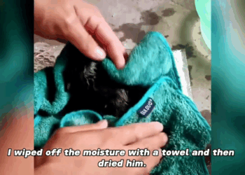 M2005008 found an abandoned newborn puppy on the roadside and he became my family Part 2