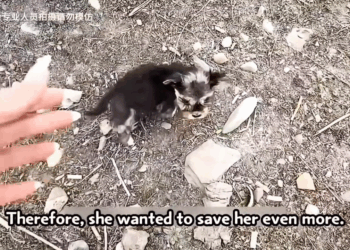 M2005009 Being small and thin she was covered in insect eggs causing unbearable itching