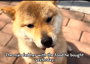 M2005010 Disabled dog needs expensive treatment owner heartlessly abandons due to cost Part 2