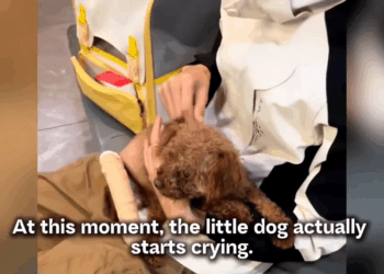 M2005011 Her owner had her vocal cords removed just to keep her quiet