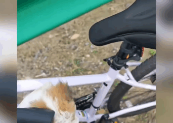 M2005013 She was so timid that she screamed in fear even when kind people tried to help her Part 2