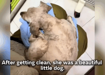 M2005014 She knew she had been abandoned so she ran desperately to chase after the owner car Part 2