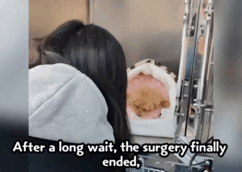 M2005015 She fell ill and was abandoned by her owner standing despairingly in the middle of the road Part 2