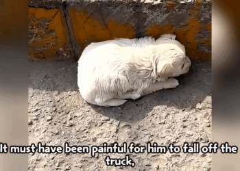 M2005016 Thrown away like trash he jumped off the garbage truck to escape being crushed and incinerated Part 2