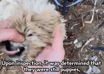 M2005017 The owner drove and abandoned them far away