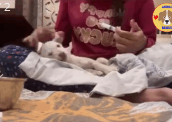 M2105001 Monster hit to head and left the puppy crying in pain The mother dog reach us begging for help Part 2