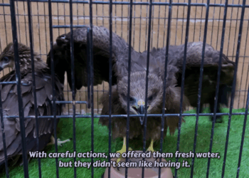 M2105016 falcon protected tiny kitten in the most unexpected way Part 2