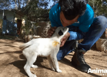 M2105020 Anguished mother dog wails for wounded baby