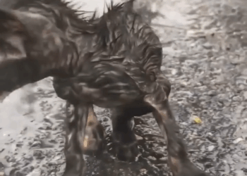 M2305001 The kitten sits in puddle of rain because she cannot stand up SaveABuddy Part 2