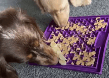 M2305003 Puppy Mom Knew Something Was Wrong Part 2