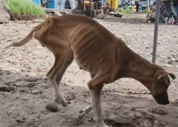 M0605001 ¡No al M4LTR4T0! 🙏💔 #perros #perroscallejeros #adopta #animales #Dios #adoptanocompres #perrosfelices #m Part 000