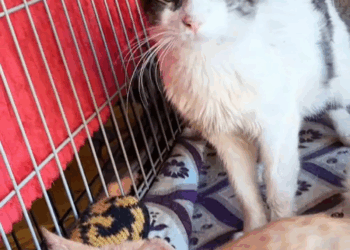 M2305004 63K views 7