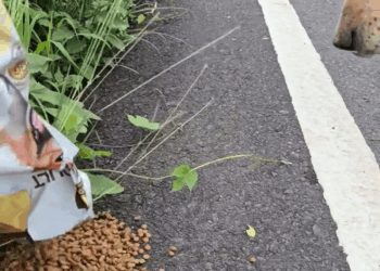 M2305009 18K reactions shares ระหว างทางไปบ านสวน เจอน องเด นอย แถวน เลยร บจอดเอาข าวให หมาสามขา หมาจร By Konlayut Bunpluk Part 2