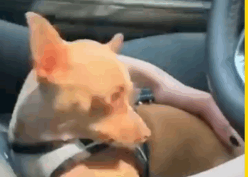 M2305014 Its so wonderful to watch him cuddle his mama Part 2