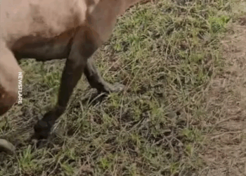 M2305015 Chú chó bị buộc mõm bằng dây thun Part 2