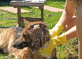 M29043 Notícias do pastor alemão abandonado com ferimentos graves na cabeça