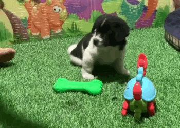 M0605003 Animal rescue #dogrescue #adopteddog #animalcare #puppyrescue #savelife #dog #pets #humanity #doglovers #puppylove #puppytiktok #puppy part 2