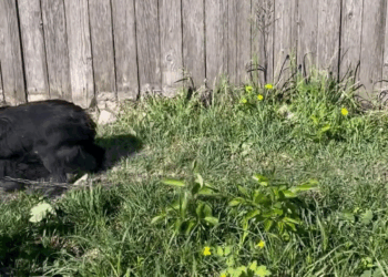 M2305019 246K views 7