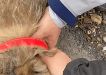 M2305020 942K views 10K reactions We thought he was dead