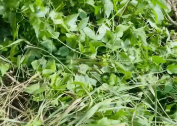 M2305022 983K views 10K reactions The rescue of the puppies who had been abandoned to die