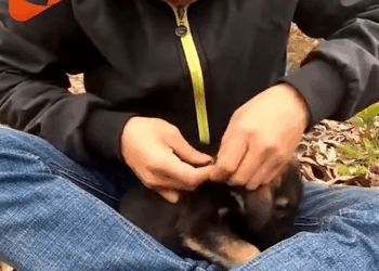 M2305023 3M views 160K reactions Este perrito fue rescatado de una Serca ahora es feliz apoyo MELGAR sigueme viral viralvideo perrosfelices perritos By Antho Part 2