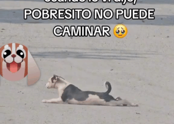 M2305024 1M views 11K reactions Cómo la ve mi gente este peludo hizo creer que no podía caminar popularreels navidad2024 mexico MELGAR pato videosvirales cucuta mexic Part 2