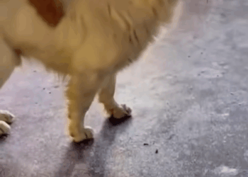 M2305025 219K views 3