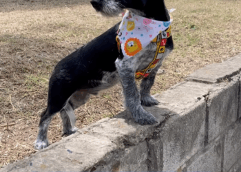 M0605004 El poder del AMOR ♥️🐶 part 2