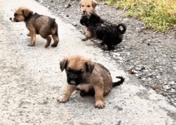 M2305030 138K views 7