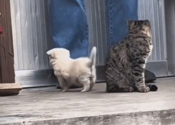 M2305031 928K views 53K reactions Pequeño bebecito fue abandonado reels virals perritos abandonados triste Patitas De Amor Part 2