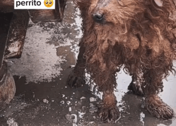 M2305033 646K views 71K reactions No se porqué la gente baja muy rápido cuando me ve FacebookPage reels virals perritos triste abandonados Patitas De Amor Part 2