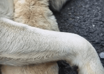 M2305034 238K views 11K reactions Este pequeño cachorrito no se alejaba de su madre FacebookPage perritos triste virals reels abandonados Patitas De Amor Part 2