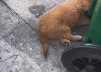 M2305036  Este bebecito fue abandonado FacebookPage reels virals perritos abandonados Patitas De Amor Part 2