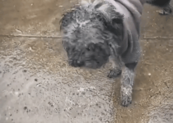 M2305039  Hola espera no bajes muy rápido por favor facebook reels virals perritos triste Patitas De Amor Part 2