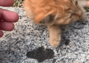 M2305041 一A stray kitten. I heard that its hindquarters were crushed by a bicycle. I can only try to save it. As long as its hindquarters are crushed, it can still survive. At most, it won’t be able to walk. If its abdomen is crushed, there’s no hope. I can only provide the last bit of human care.Part 2