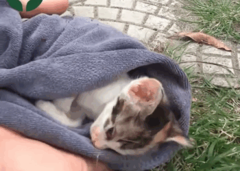 M2305044 The kitten had an accident on the road and the kitten cry for help