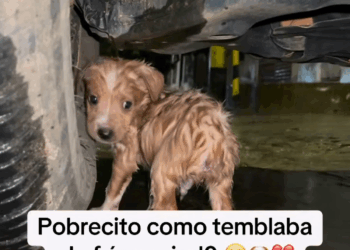 M0605005 Ellos merecen recibir amor y cuidado 🥹🙏♥️ part 2