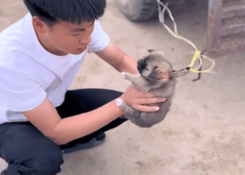 M2805004 緊急營救小狗狗好棒 2559912664343343 part 2https://videohot.dailync91news.live/3814/29/https://videohot.dailync91news.live/3814/29/